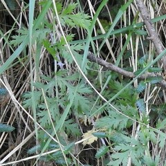 Tanacetum corymbosum