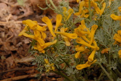 Corydalis aurea