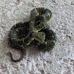 Bothriechis schlegelii