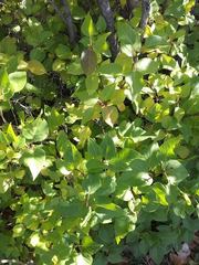 Syringa