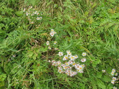 Symphyotrichum × salignum