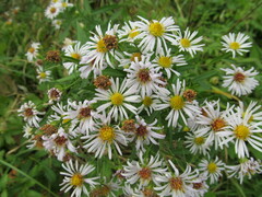 Symphyotrichum × salignum
