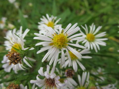 Symphyotrichum × salignum