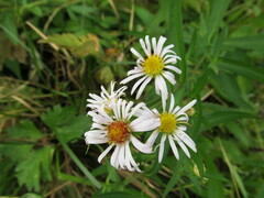Symphyotrichum × salignum