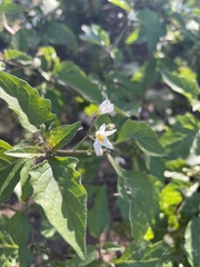 Solanum douglasii