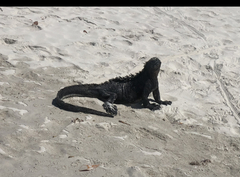 Amblyrhynchus cristatus