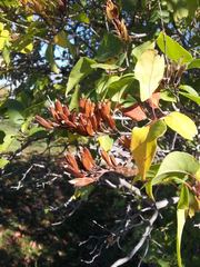 Syringa