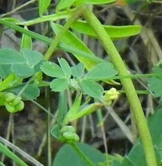 Medicago lupulina