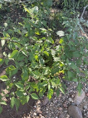 Solanum douglasii