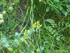 Medicago lupulina