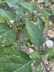 Solanum douglasii