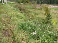 Symphyotrichum × salignum