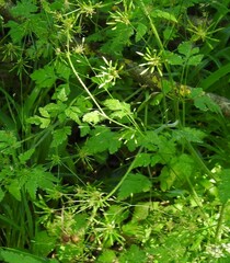Chaerophyllum temulum