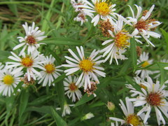 Symphyotrichum × salignum
