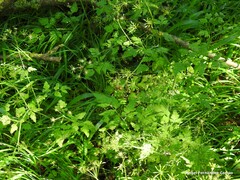 Chaerophyllum temulum