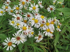 Symphyotrichum × salignum