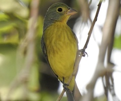 Passerina leclancherii