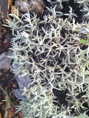 Helichrysum cerastioides