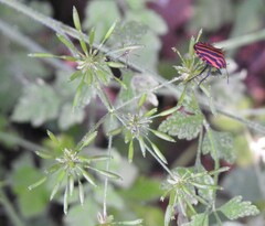 Chaerophyllum temulum