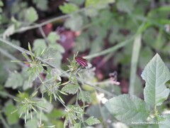 Chaerophyllum temulum