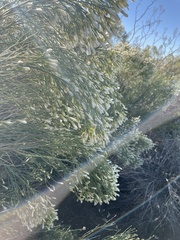 Baccharis sarothroides