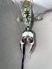 Idolomantis diabolica