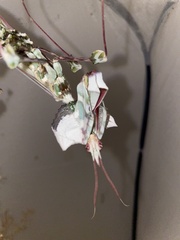 Idolomantis diabolica