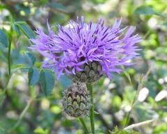 Centaurea scabiosa