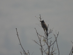 Pycnonotus xanthopygos