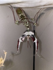 Idolomantis diabolica