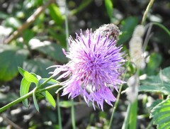 Centaurea scabiosa
