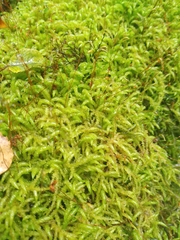 Acrocladium chlamydophyllum