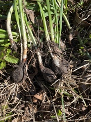 Allium canadense