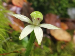 Adenochilus gracilis