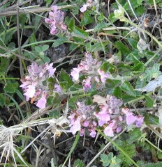 Teucrium chamaedrys