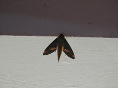 Xylophanes chiron