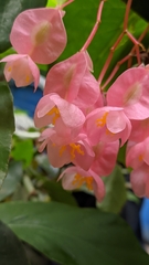 Begonia
