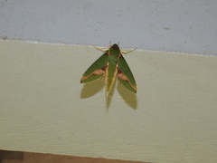 Xylophanes chiron