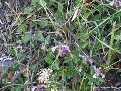 Achillea odorata