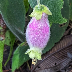 Kohleria affinis