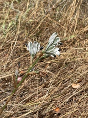 Chloraea bletioides