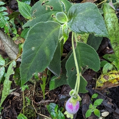 Kohleria affinis