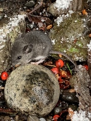 Peromyscus