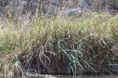 Cladium mariscus