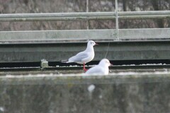 Chroicocephalus ridibundus