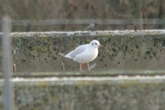 Chroicocephalus ridibundus