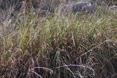 Cladium mariscus
