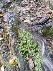 Lagenophora strangulata