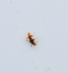 Coniopteryginae