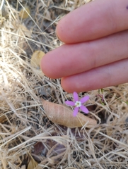 Centaurium cachanlahuen